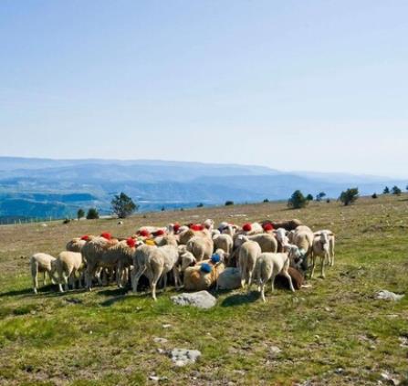 balade pastorale