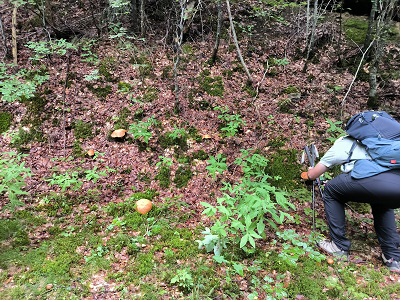LES CHEMINS FRANCIS, Mont Lozère et Goulet - photo 4