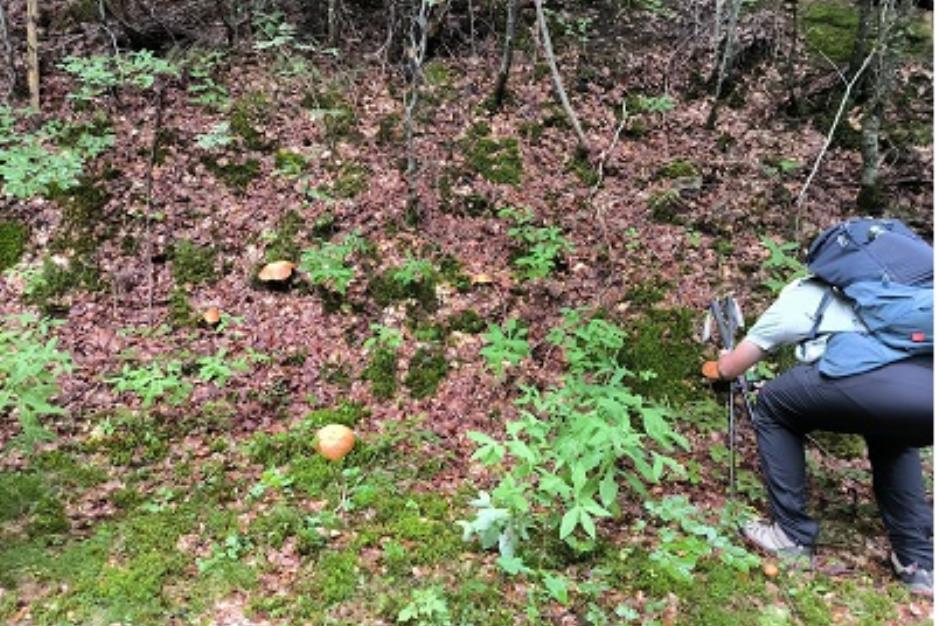 bandeau-champignons-cevennes 