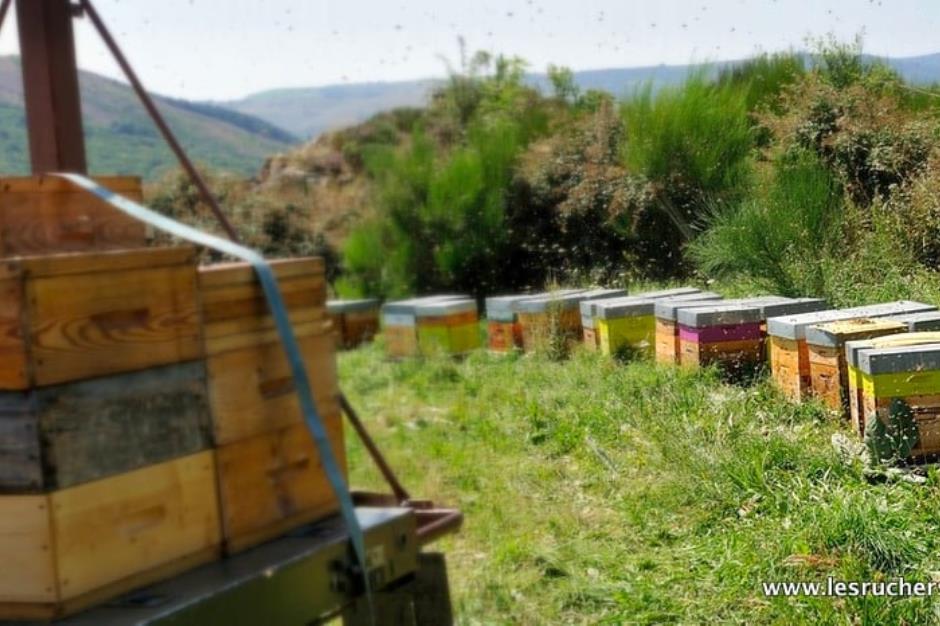 bastien-alise-apiculteur-en-août-2021-récolte-du-miel-en-montagne-cévennes-lozère 