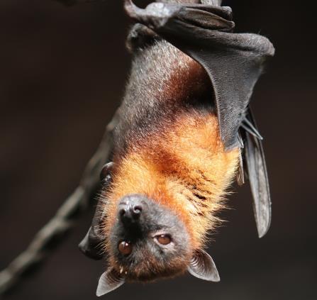 bat-4887509_1280