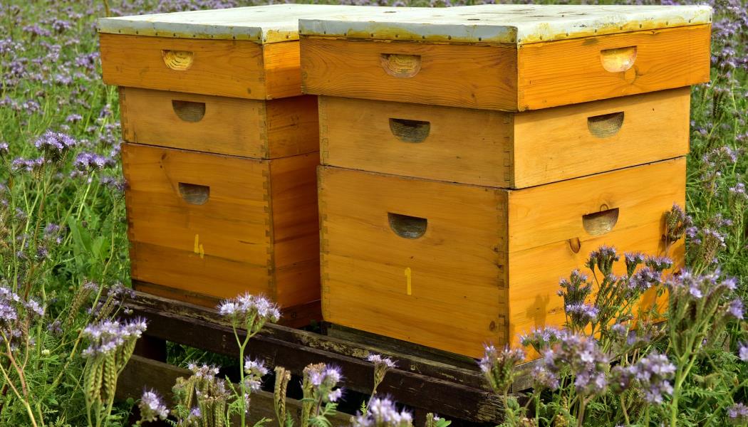 Miels et produits apicoles