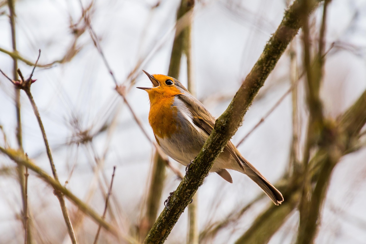 BALADE NATURALISTE : CRIS ET CHANTS DES OISEAUX