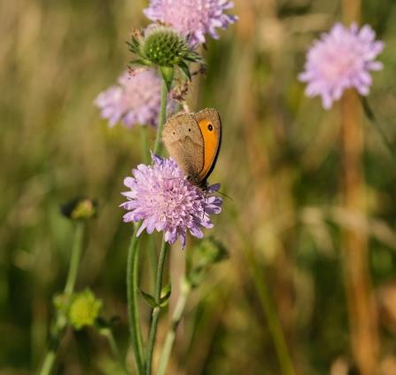 Biodiversité