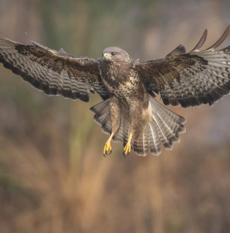 buzzard-7040186_1280