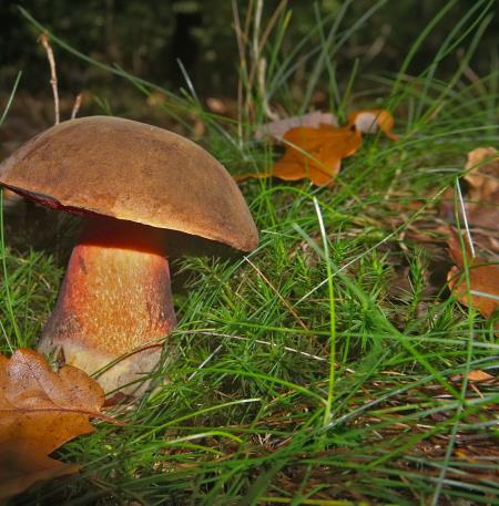 Mycologie