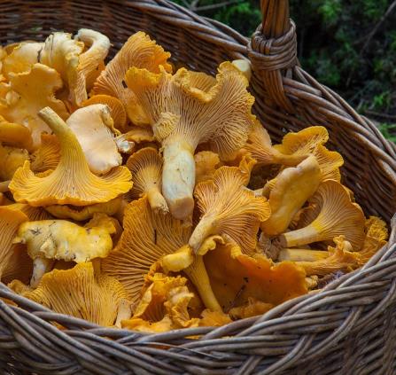 champignons-2