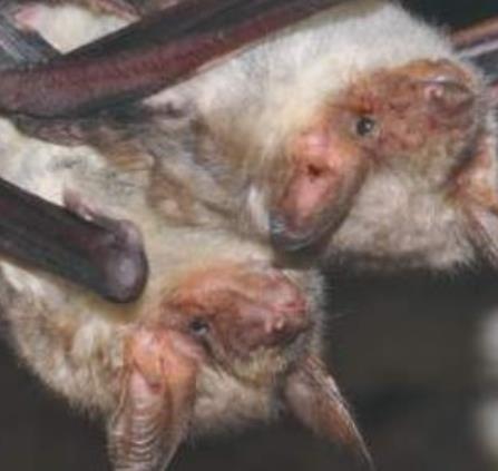 chauve souris- SHVC