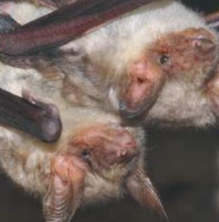 chauve souris- SHVC