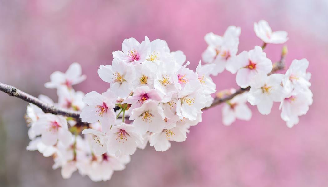 fleurs printemps cerisier