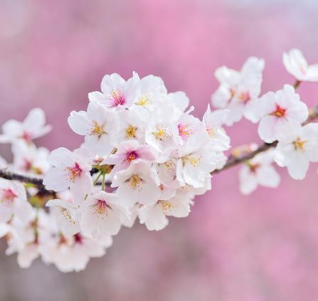 fleurs printemps cerisier