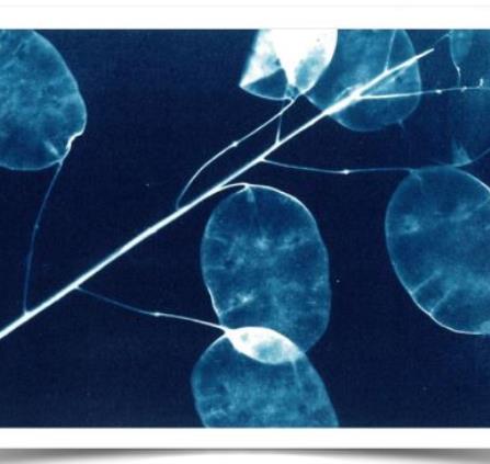 cyanotypes