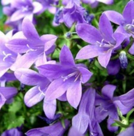 fleurs sauvages