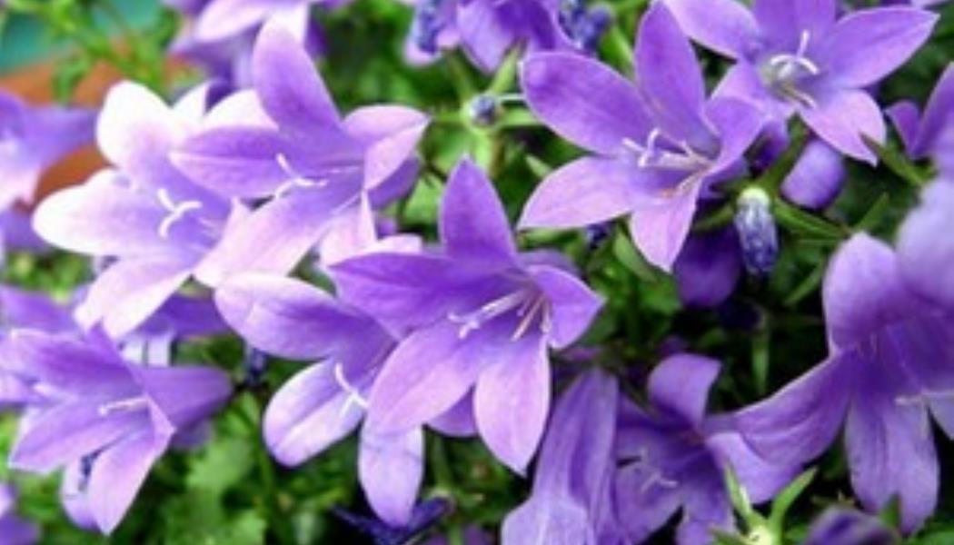 fleurs sauvages