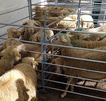 foire ovins marvejols_photo comcom