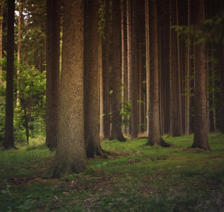 forest-1850640_1280