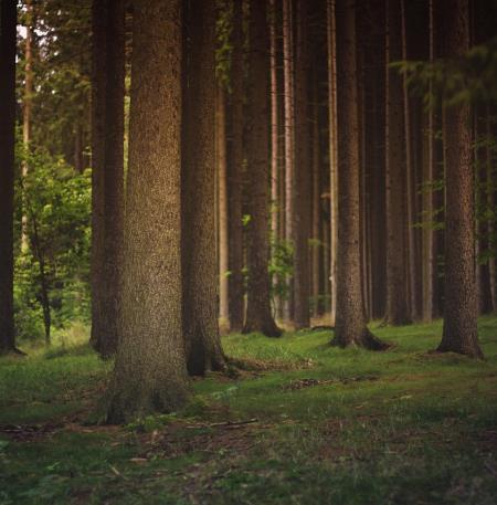 forest-1850640_1280