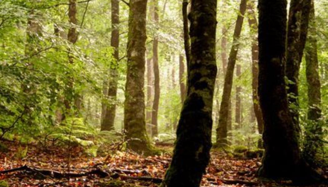 forêt à travers le temps