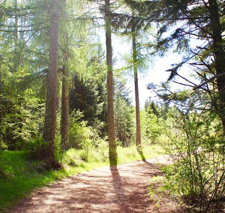 foret-causse