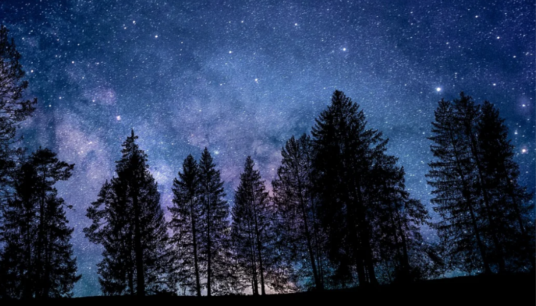 foret nuit