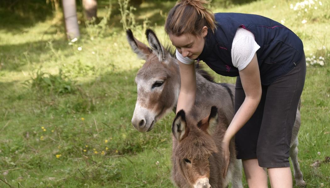girl-and-donkey-4340523-1280