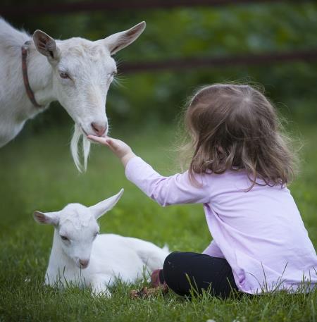 chèvres avec une fille