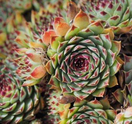 plantes-succulents