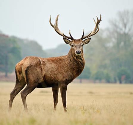 Animation brâme du cerf