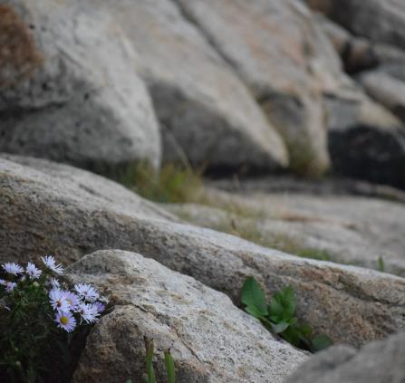 javinn-rocks-7476616