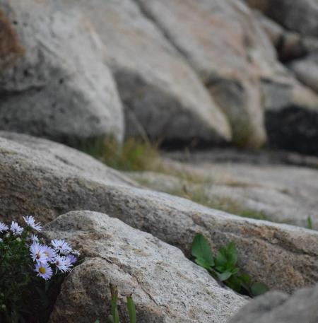 javinn-rocks-7476616