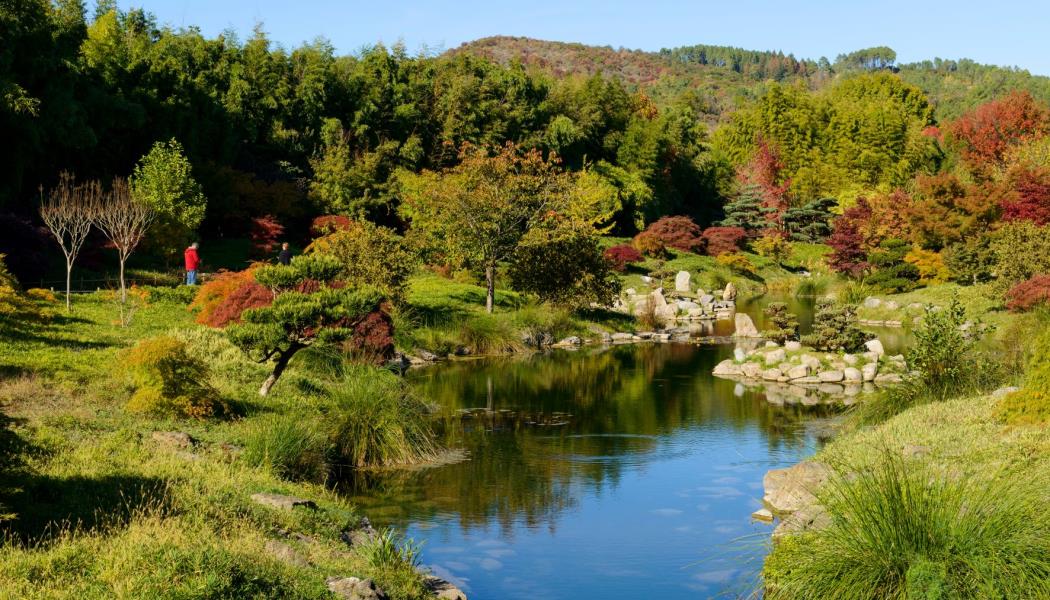 BAMBOUSERAIE_ Cévennes