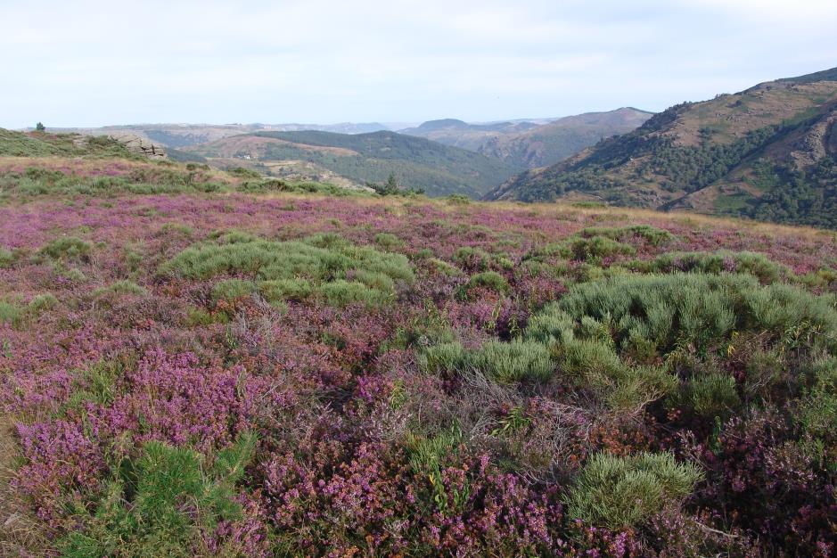 landes de bruyere 