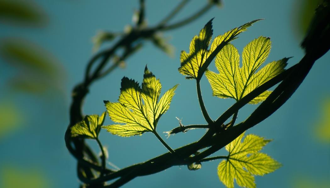 feuilles