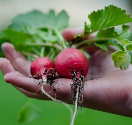 légumes