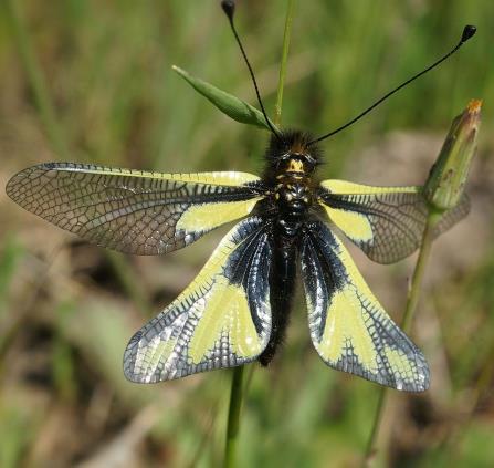 libellule