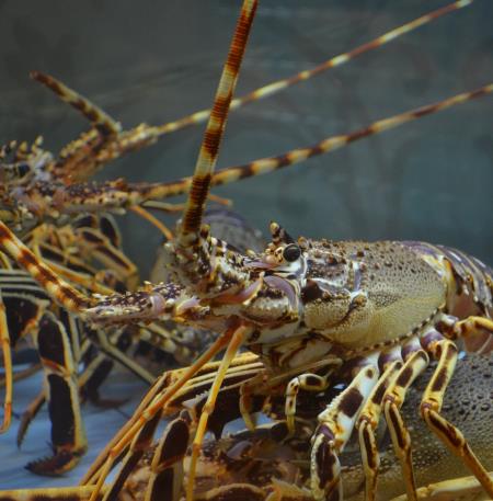 Sortie pêche à l'écrevisse