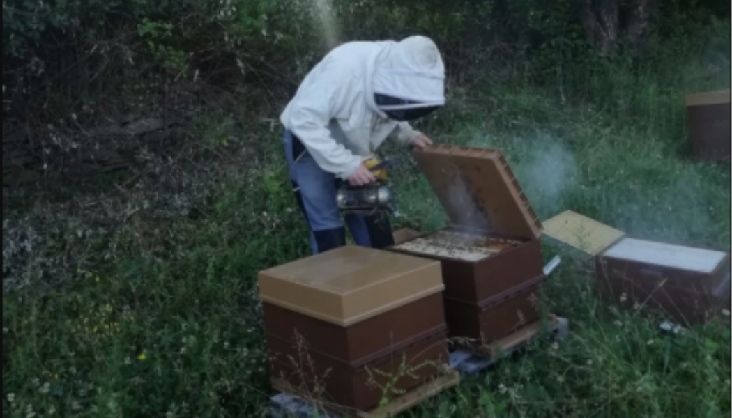 lou-rey-apiculture