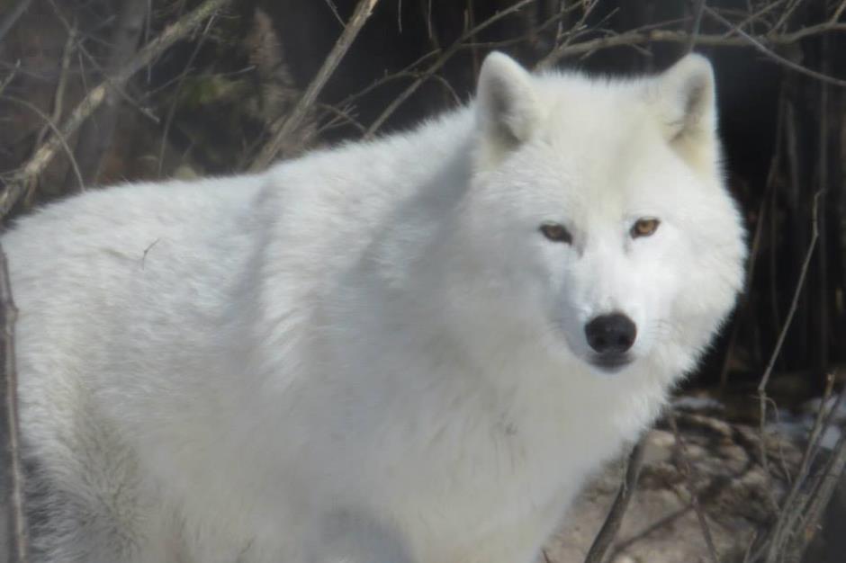 loup-blanc-4 