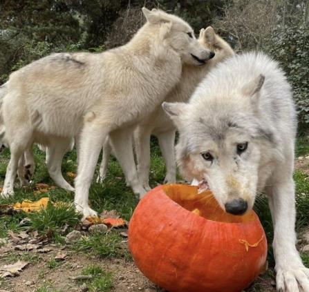 loups et citrouille