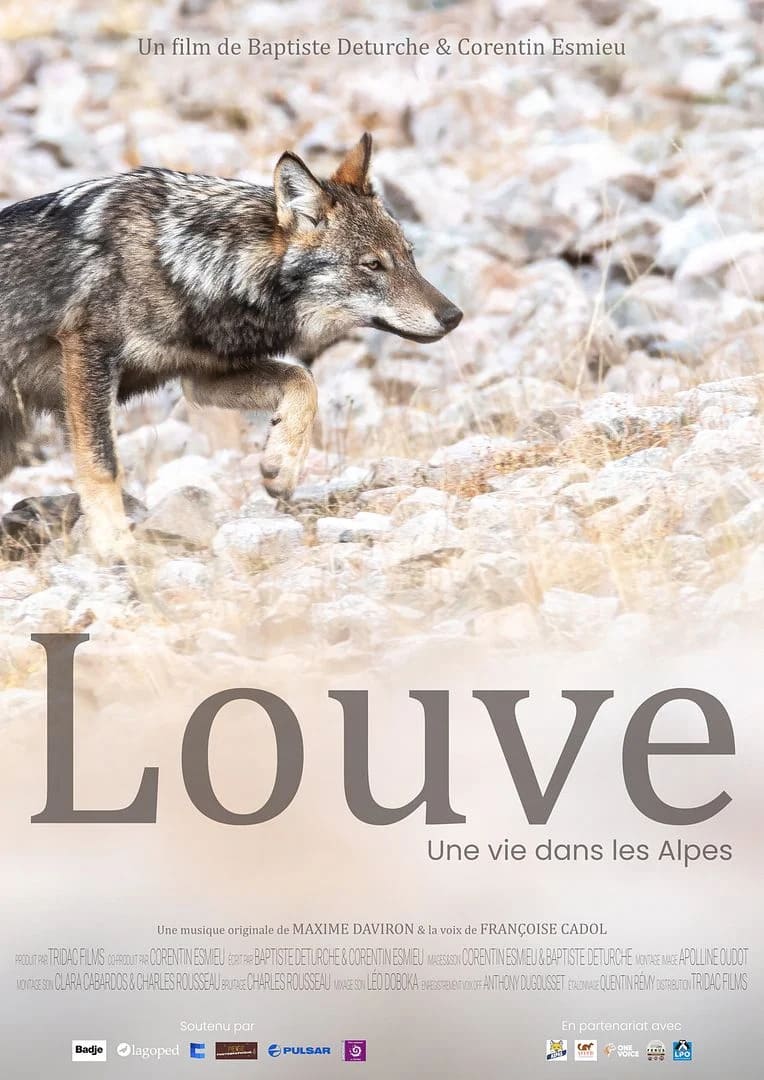 CINÉ-DÉBAT - LOUVE, UNE VIE DANS LES ALPES