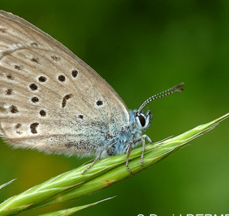maculinea alcon
