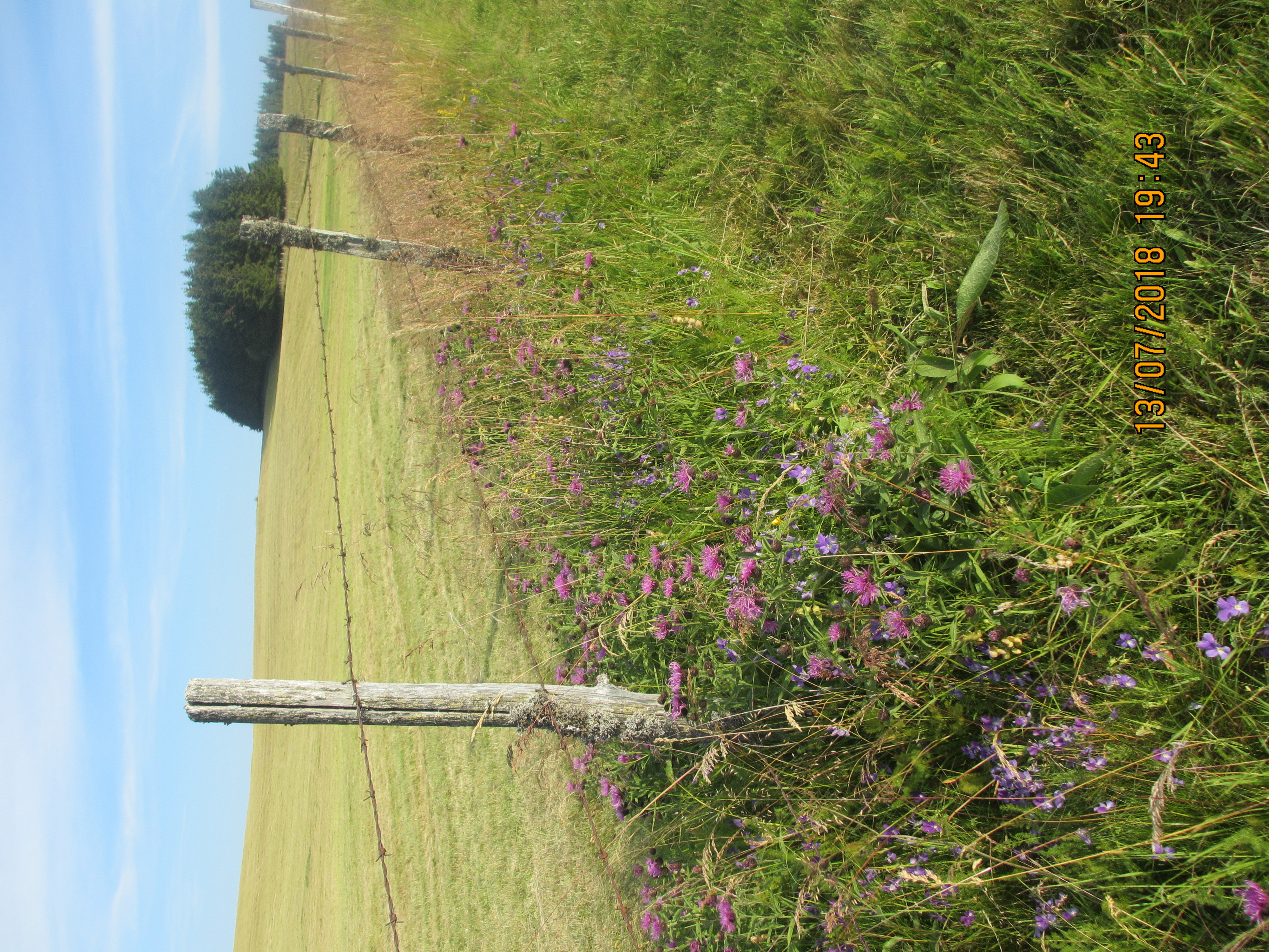 BURON DU THERON, Nasbinals - photo 5