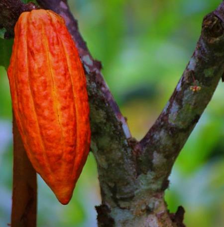 Cacao