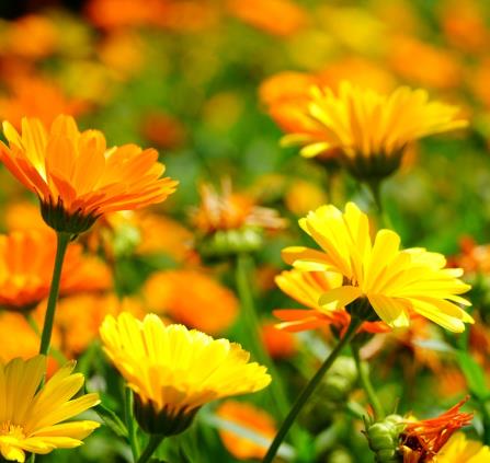 fleurs calendula soucis