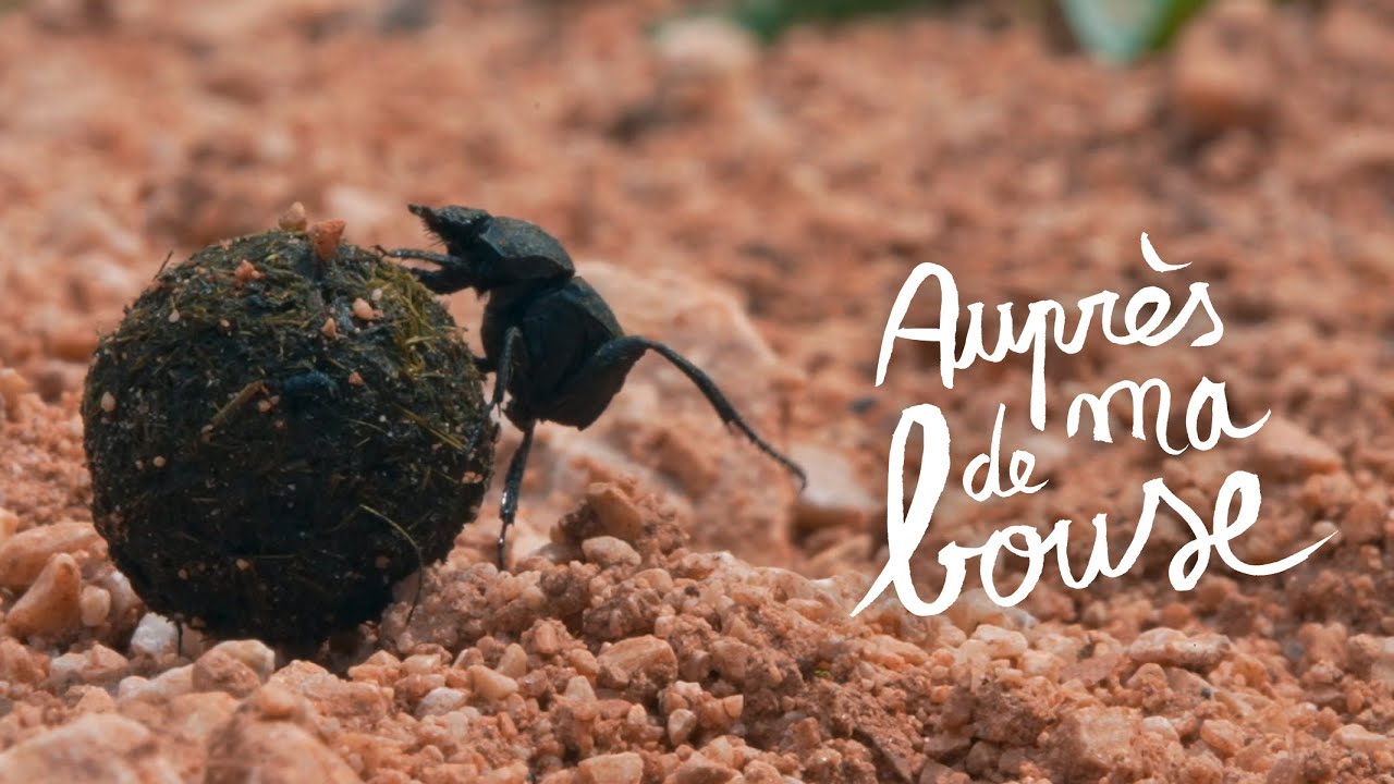 LE MOIS DU DOC : AUPRÈS DE MA BOUSE