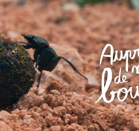Auprès de ma bouse