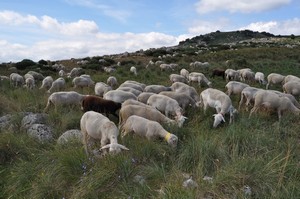 CONFÉRENCE : "AU TEMPS DES PREMIERS ÉLEVEURS" — visuel événement