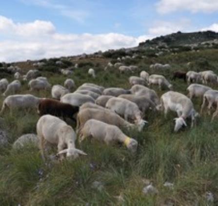 moutons