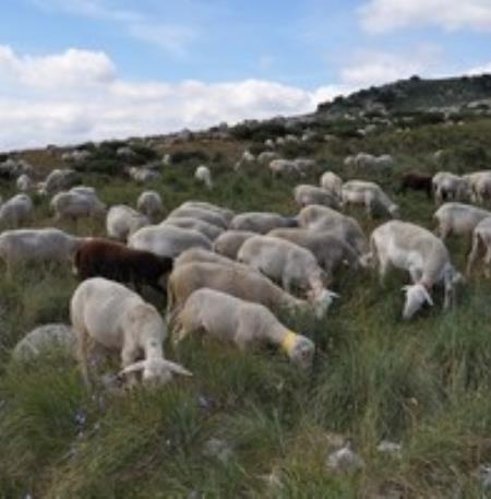 moutons