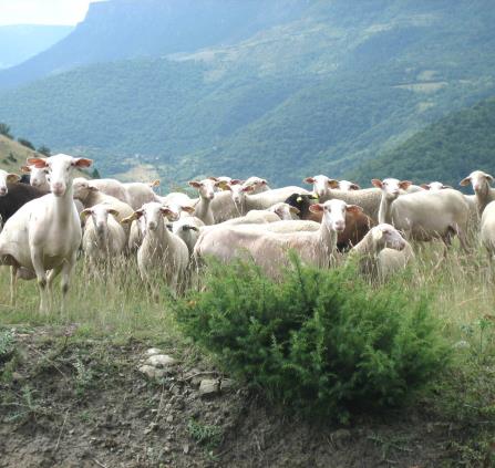 moutons2
